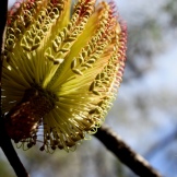 Mt Solitary Banksia