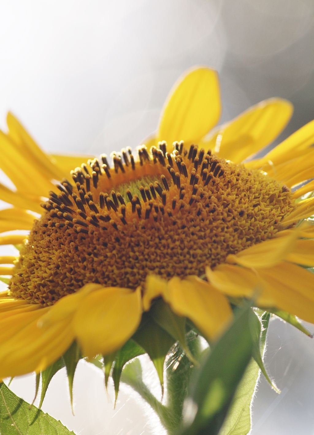 Sunflower Photography & Symbolic Quotes