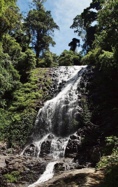 Dorrigo Rainforest Reserve