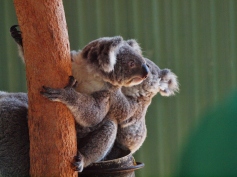 Port Macquarie Nature Photography Koala