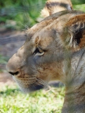Port Macquarie Nature Photography lioness