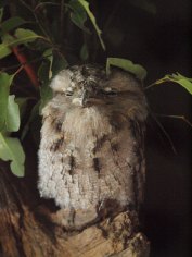 Port Macquarie Nature Photography tawny frogmouth